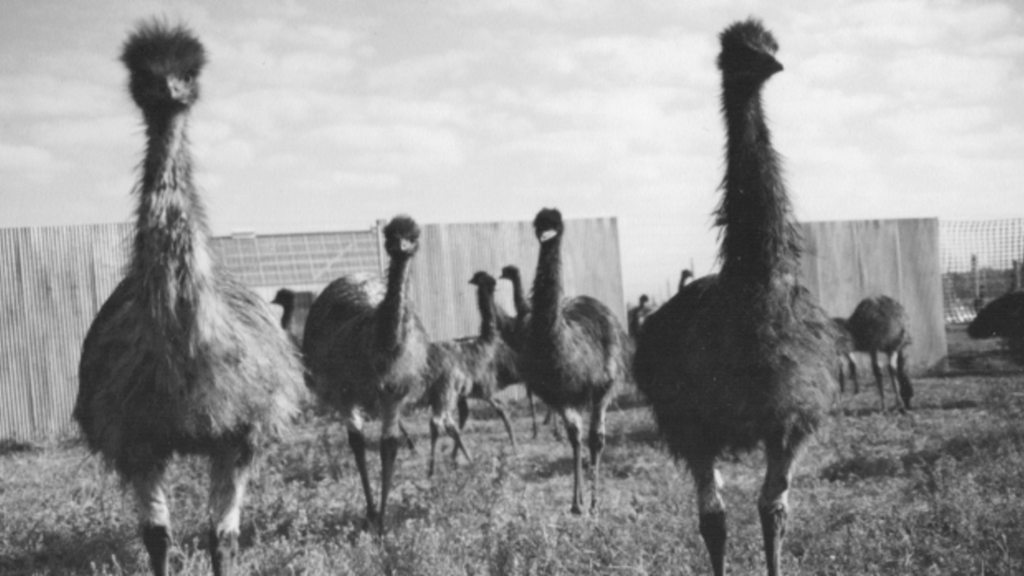 The Great Emu War of 1932